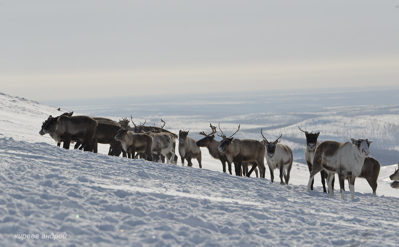 Yamal (Ямал)